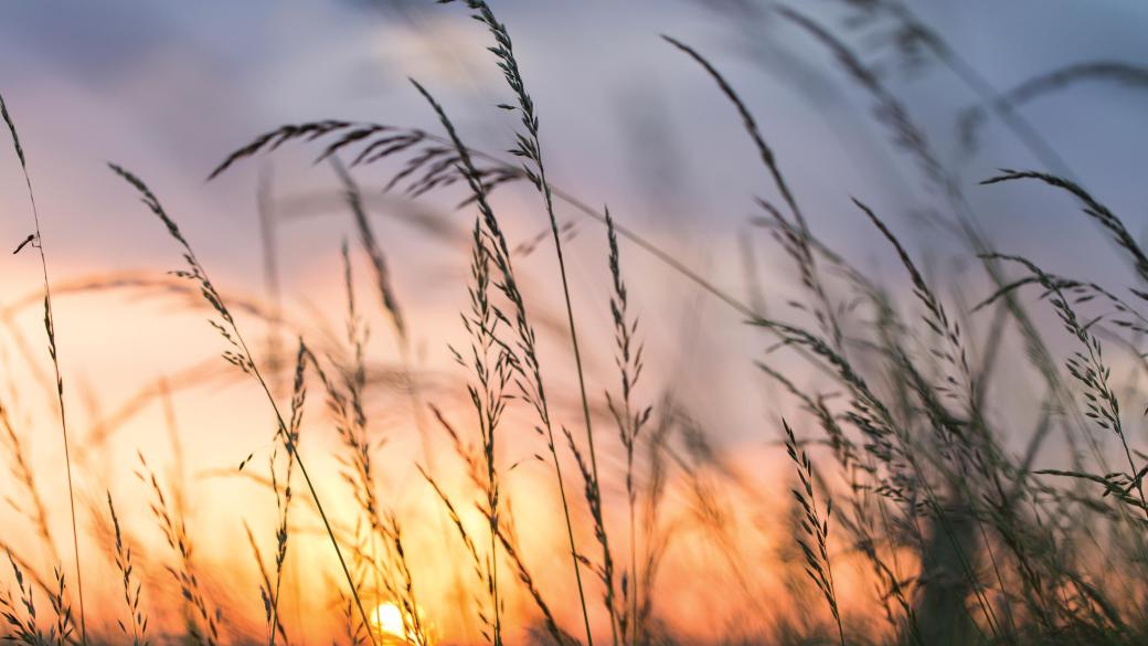 Sunset over long grasses in a North Devon meadow